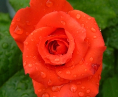 Роза чайно-гибридная Маниту (Manitou)