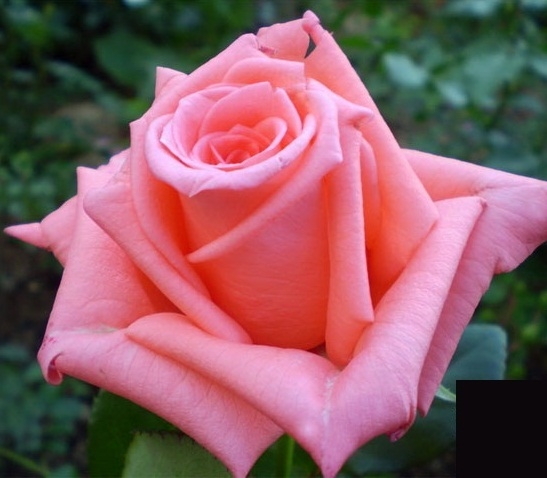 Роза чайно-гибридная Нобиллис (Nobilis)