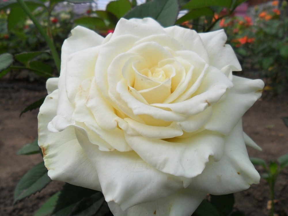 Роза чайно-гибридная Прауд (Proud)