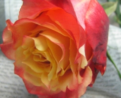 Роза чайно-гибридная Три Дэ ( 3 D)