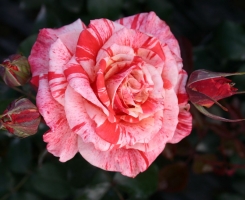 Роза чайно-гибридная Филателия (Philatelie)