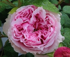 Роза чайно-гибридная Шоне Майд (Schone Maid)