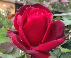 Роза чайно-гибридная Эдит Пиаф (Edith Piaf)