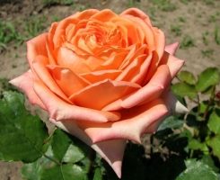 Роза чайно-гибридная Эльдорадо (Eldorado)