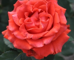 Роза чайно-гибридная Эль Торо (El Toro)