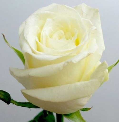 Роза флорибунда Доломити (Dolomiti White)