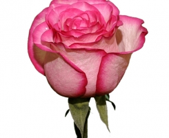 Роза флорибунда Карусель