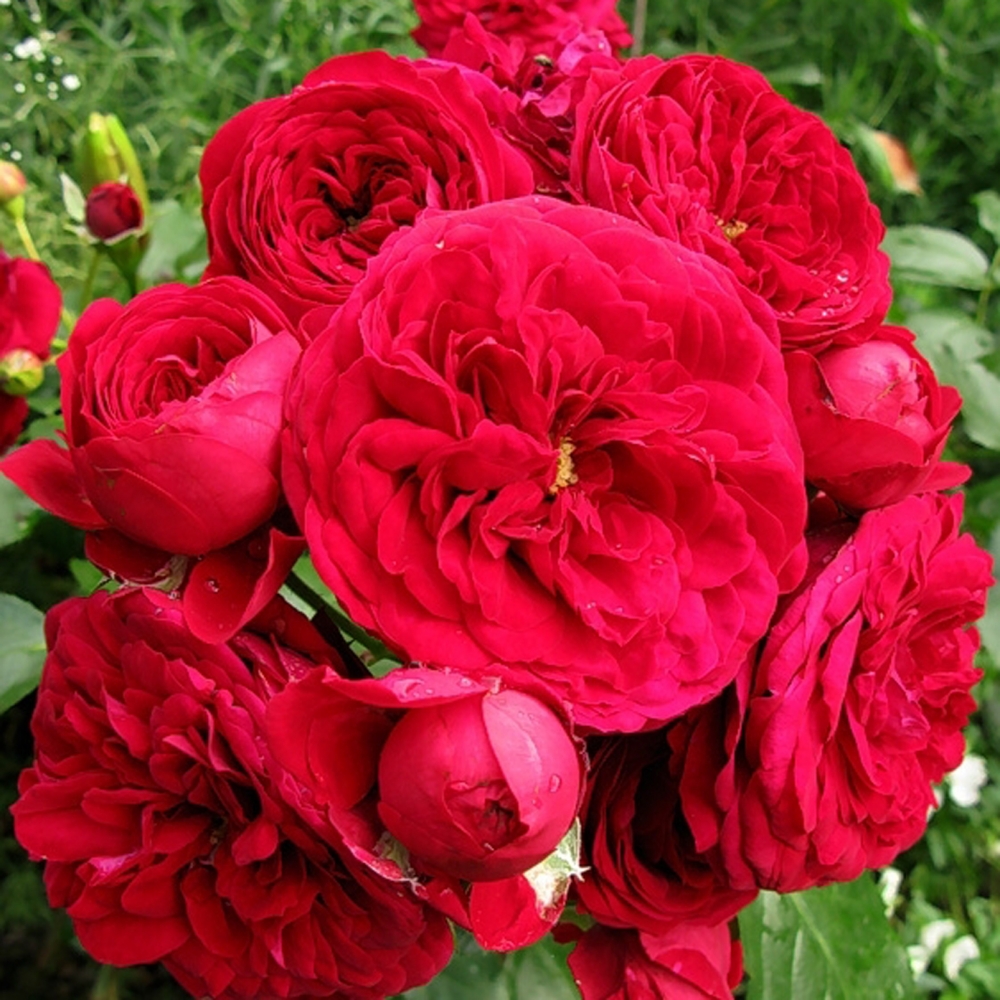 Роза флорибунда Красная Шапочка (Rotkappchen)