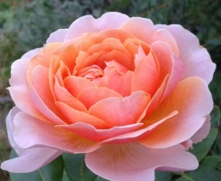 Роза флорибунда Парфюм де Орлеан (Parfum d'Orleans)