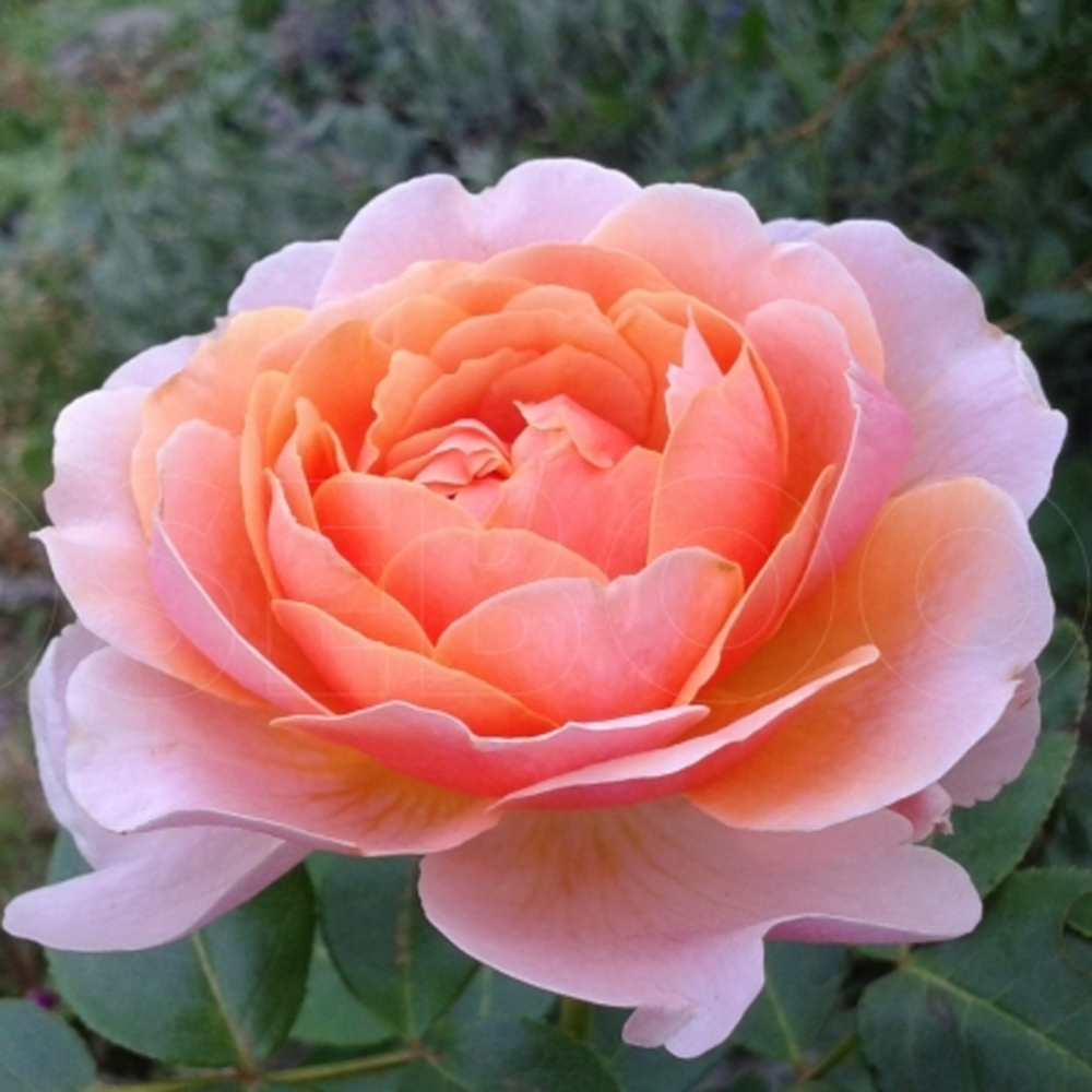 Роза флорибунда Парфюм де Орлеан (Parfum d'Orleans)