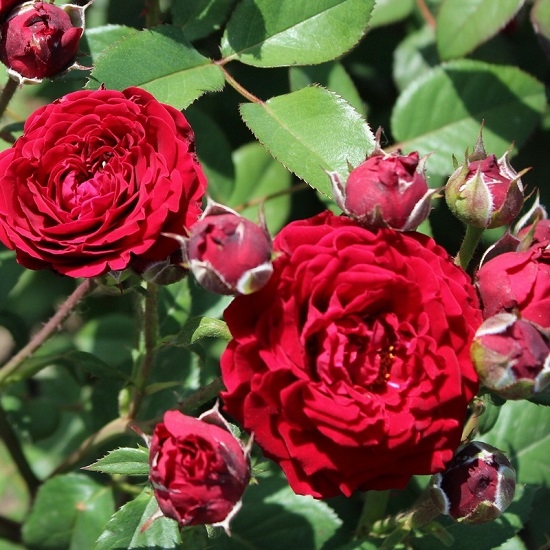 Роза флорибунда Таманго (Tamango)