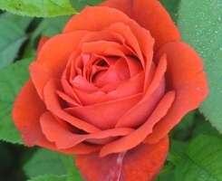 Роза флорибунда Терракота (Terracotta)