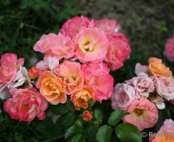 Роза почвопокровная Пич Дрифт (Peach Drift)