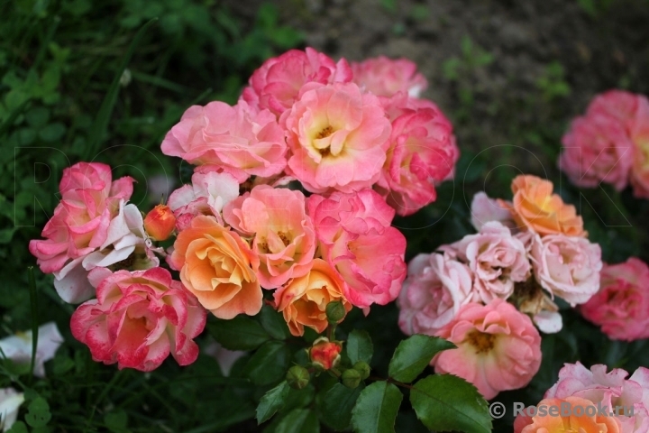 Роза почвопокровная Пич Дрифт (Peach Drift)