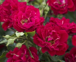 Роза почвопокровная Ред Дрифт (Red Drift)