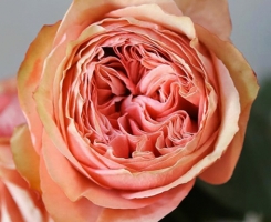 Роза чайно-гибридная Кахала (Kahala)