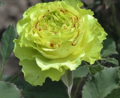 Роза чайно-гибридная Супер Грин (Super Green)