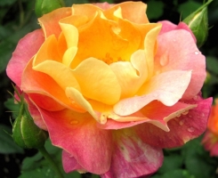 Роза парковая Приер де Сант Косм (Prieure de St Cosme)