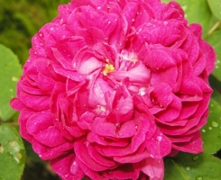 Роза парковая Роз де Решт (Rose de Rescht)