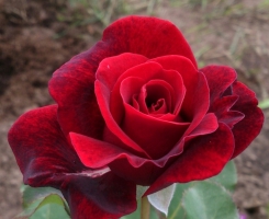Роза плетистая Дон Жуан (Don Juan)