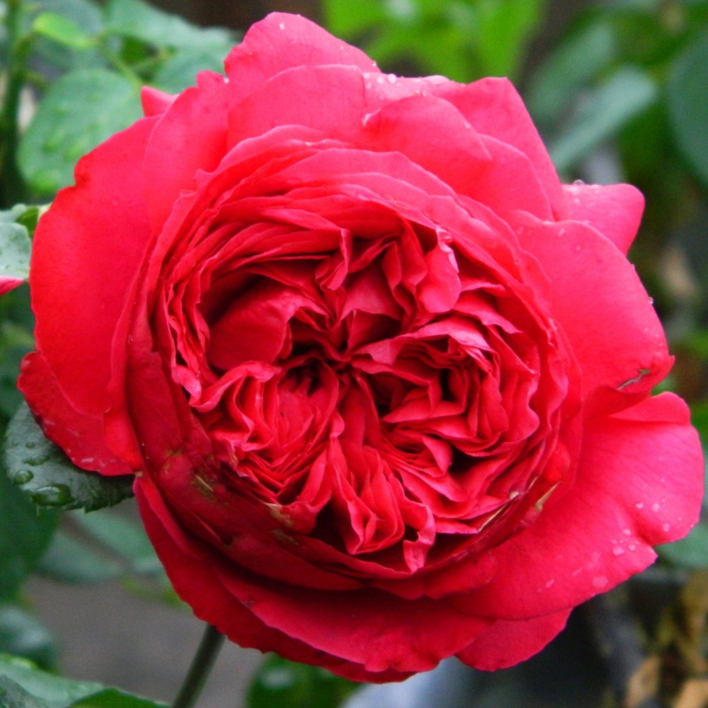 Роза плетистая Флорентина (Florentina)