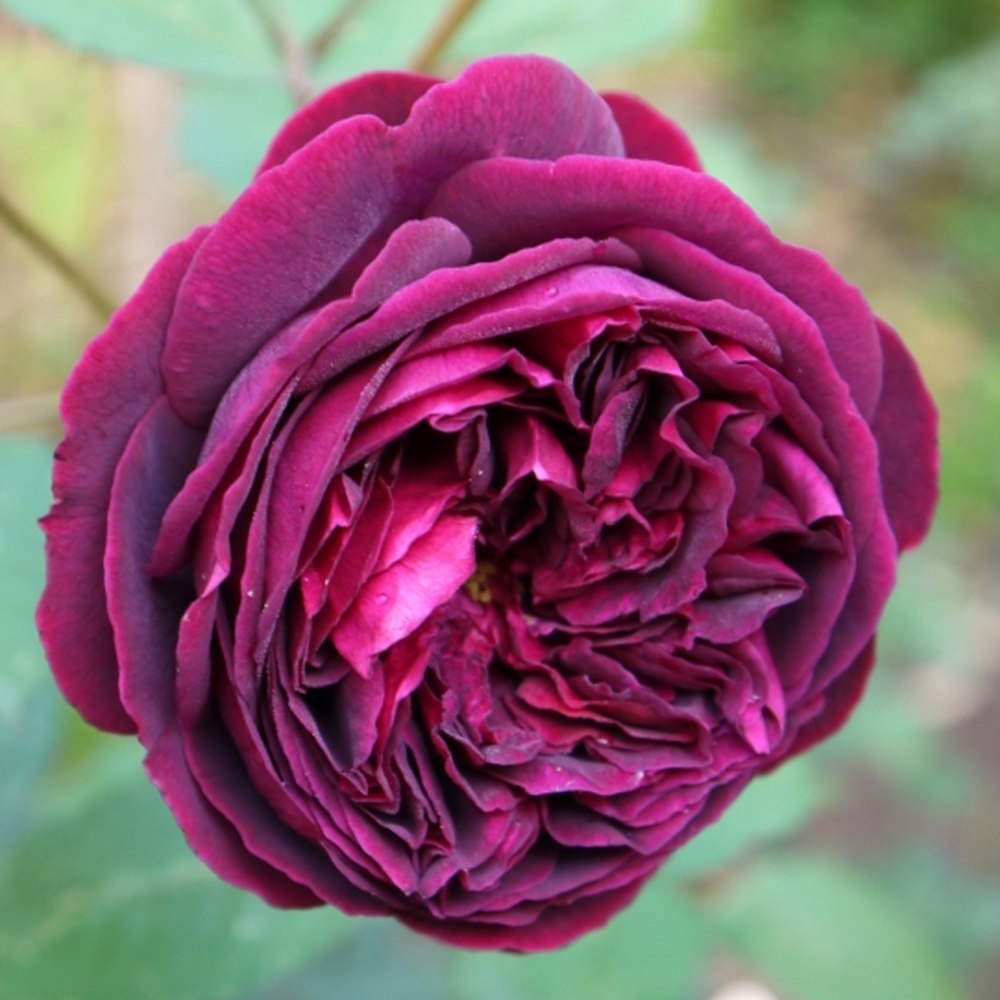Роза английская Фальстаф (Falstaff)
