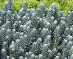 Очиток (седум) Blue Spruce (Блю Спрус)