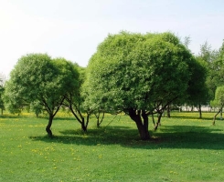 Ива ломкая
