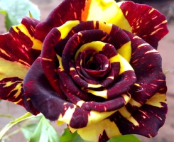 Роза флорибунда Фокус-Покус (Hocus Pocus)