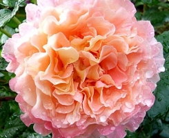 Роза чайно-гибридная Августа Луиза (Augusta Luise)