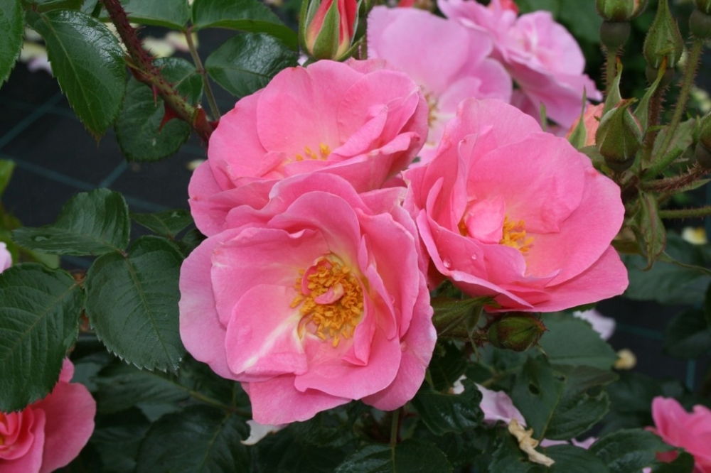 Роза неукрывная Пинк Робуста (Pink Robusta)