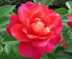 Роза парковая Арлекин (Decor Arlequin)
