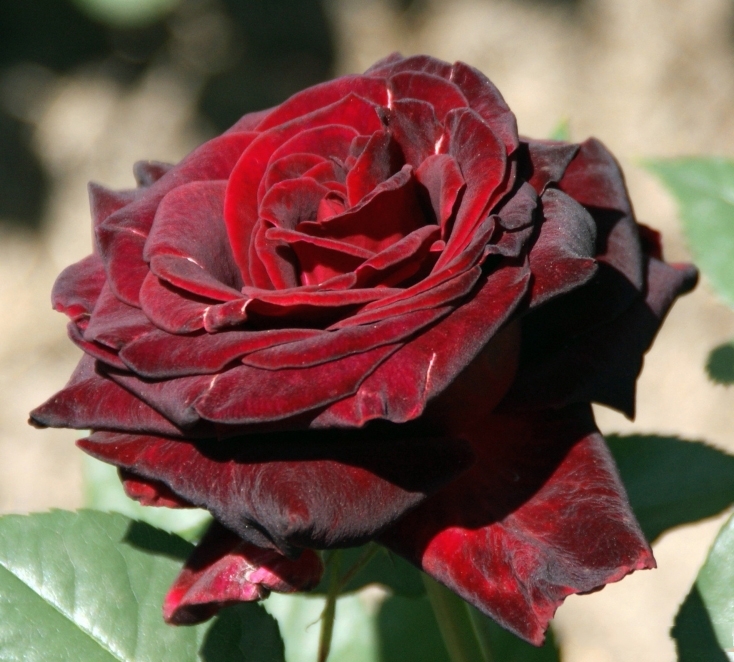 Роза чайно-гибридная Черный Принц (Black Prince)