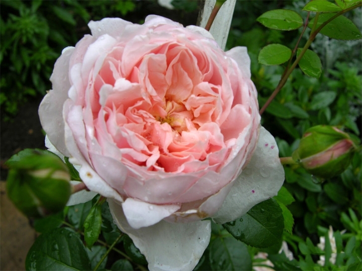 Роза английская Вилдив (Wildeve)