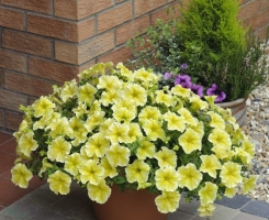 Петуния Crazytunia Yello (Крейзитуния Елло)