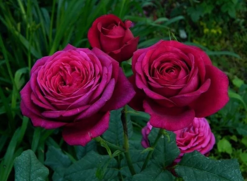 Роза Чайно-гибридная Иоганн В.Гете (Johann Wolfgang von Goethe Rose)