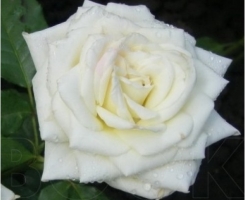 Роза Чайно-гибридная Маруся (Maroussia)