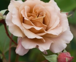 Роза чайно-гибридная Джулиас Роуз (Julia's Rose)