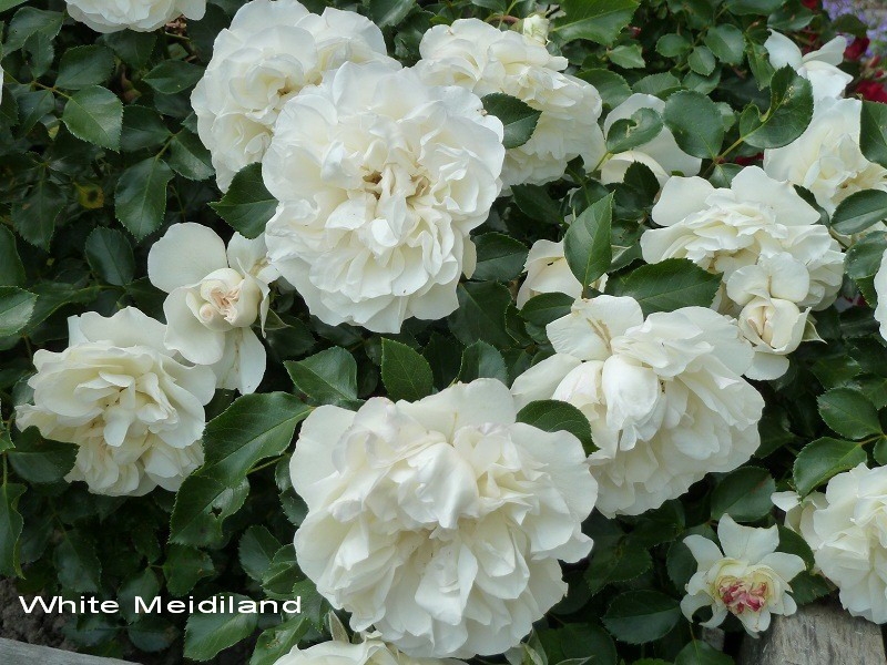 Роза Почвопокровная Вайт Мейдиланд (White Meidiland)