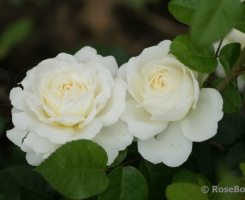 Роза английская Транквиллити (Tranquillity)