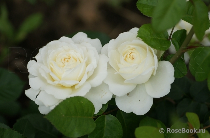 Роза английская Транквиллити (Tranquillity)