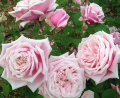 Роза плетистая Блоссомтайм (Blossom Time)
