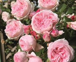 Роза плетистая Джардина (Giardina)