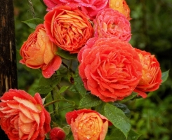 Роза плетистая Кармен Старлет розе (Starlet Rose Carmen)