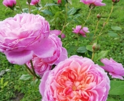 Роза плетистая Парк де ла Белль (Parc De La Belle)