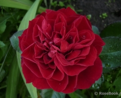 Роза плетистая Фарукка (Farruca)