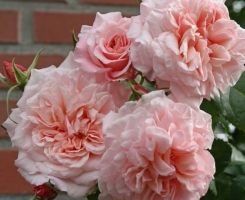 Роза плетистая Роз де Толбиак (Rose de Tolbiac)