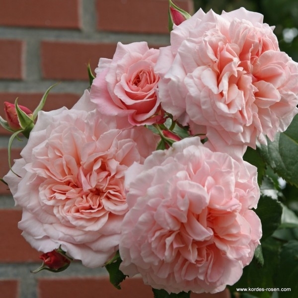 Роза плетистая Роз де Толбиак (Rose de Tolbiac)