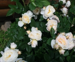Роза плетистая Ютерсен Клостеррозе (Uetersener Klosterrose)