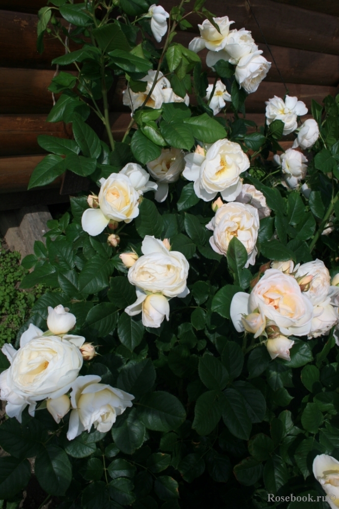 Роза плетистая Ютерсен Клостеррозе (Uetersener Klosterrose)